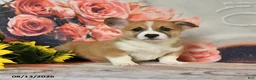 Welsh Corgi Pembroke dogs for sale: Lucky - Ad 4