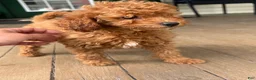 Mini Goldendoodle dogs for sale: Mini Goldendoodle Puppy 2 - Ad 3