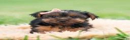 Yorkshire Terrier dogs for sale: Miki - Ad 4