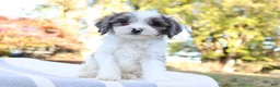 Cavapoo dogs for sale: Frost - Ad 6