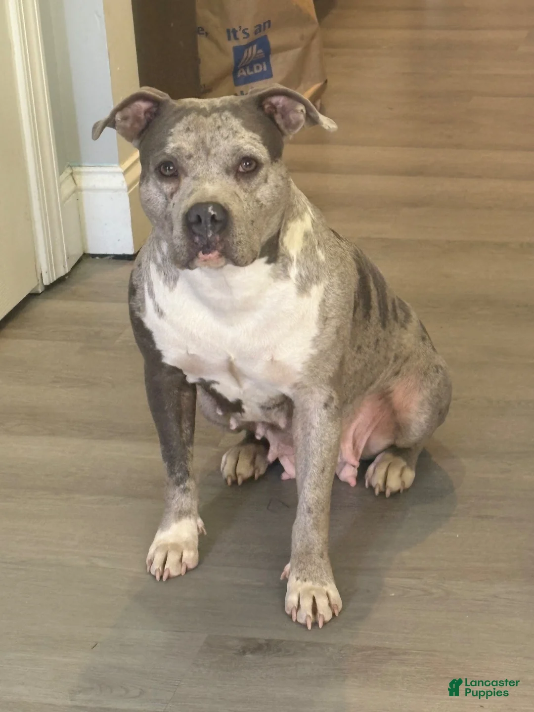 Mixed Breed dogs for sale: Mixed Breed 2 - Ad 5