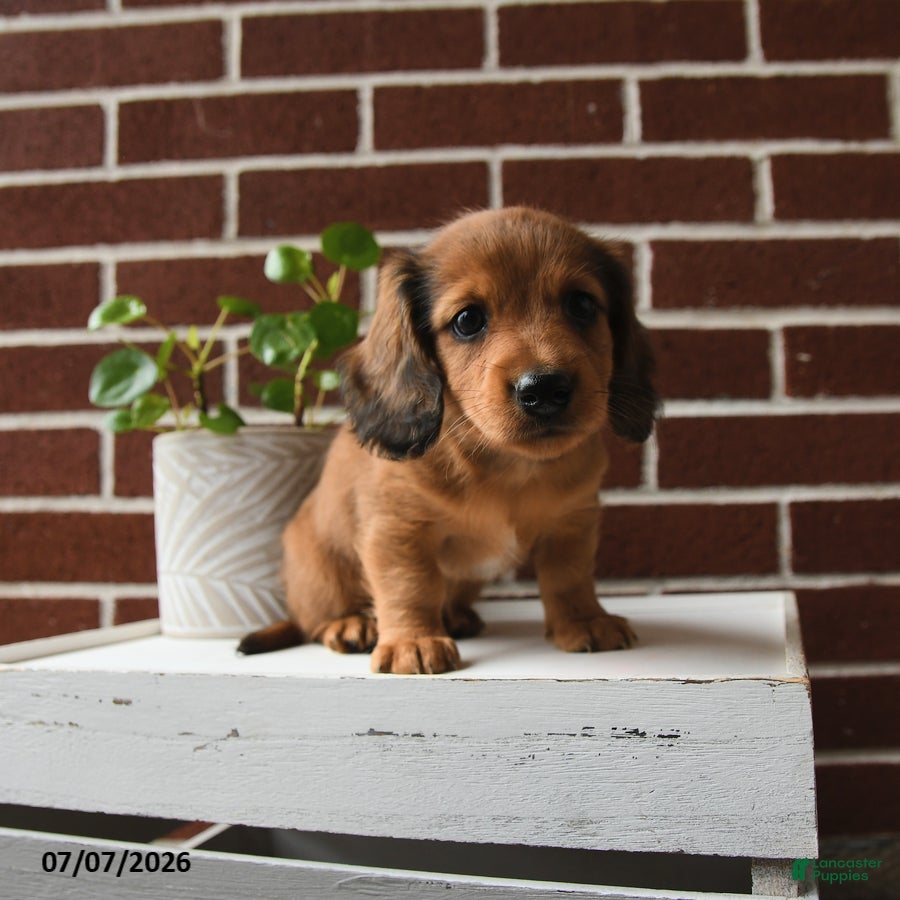 Dachshund dogs Tanner - Ad 2