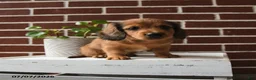 Dachshund dogs for sale: Tanner - Ad 2