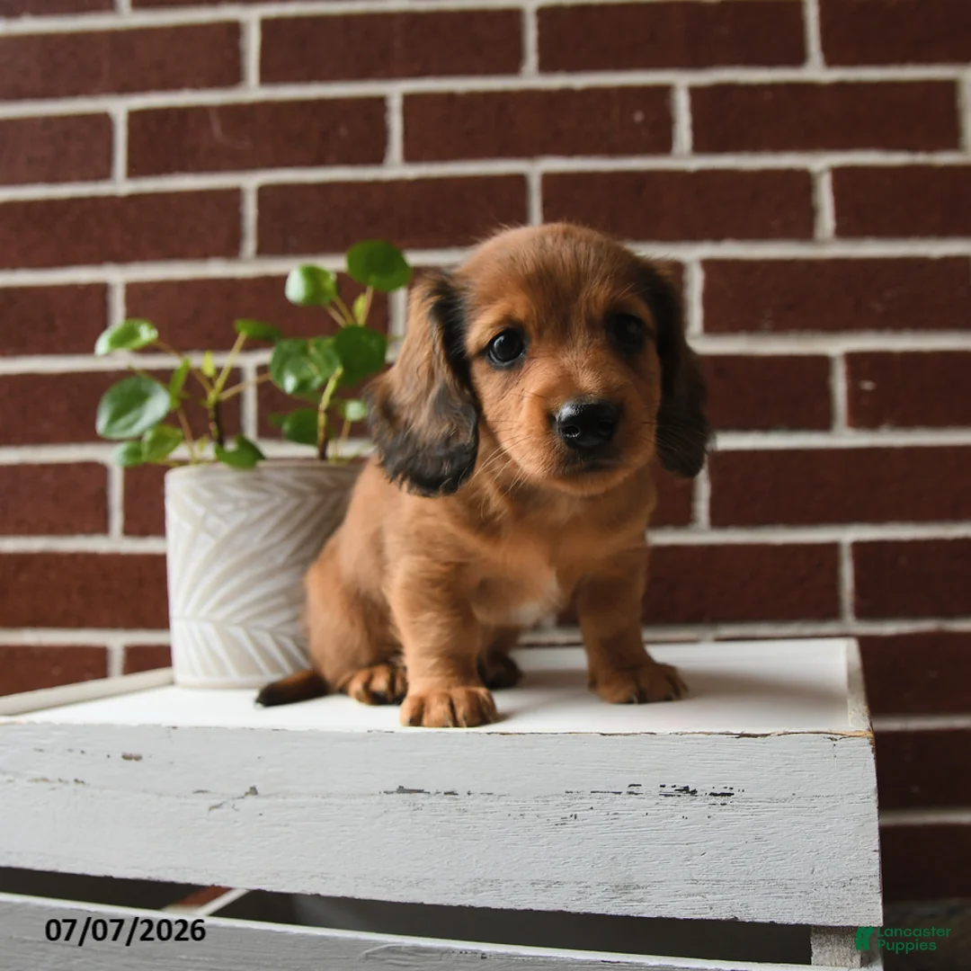 Dachshund dogs for sale: Tanner - Ad 2