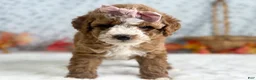 Mini Goldendoodle dogs for sale: Raichel - Ad 4