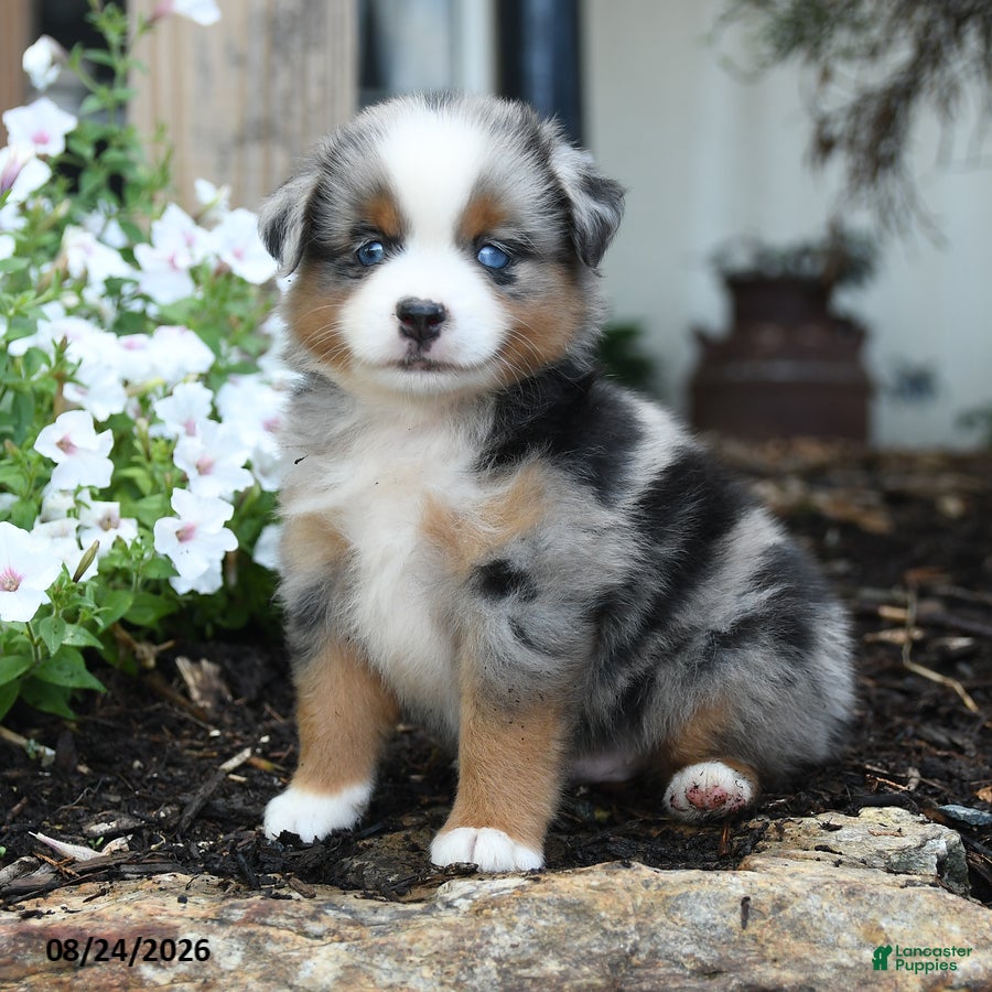 Miniature Australian Shepherd dogs Wooton - Ad 1