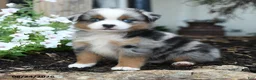 Miniature Australian Shepherd dogs for sale: Wooton - Ad 1