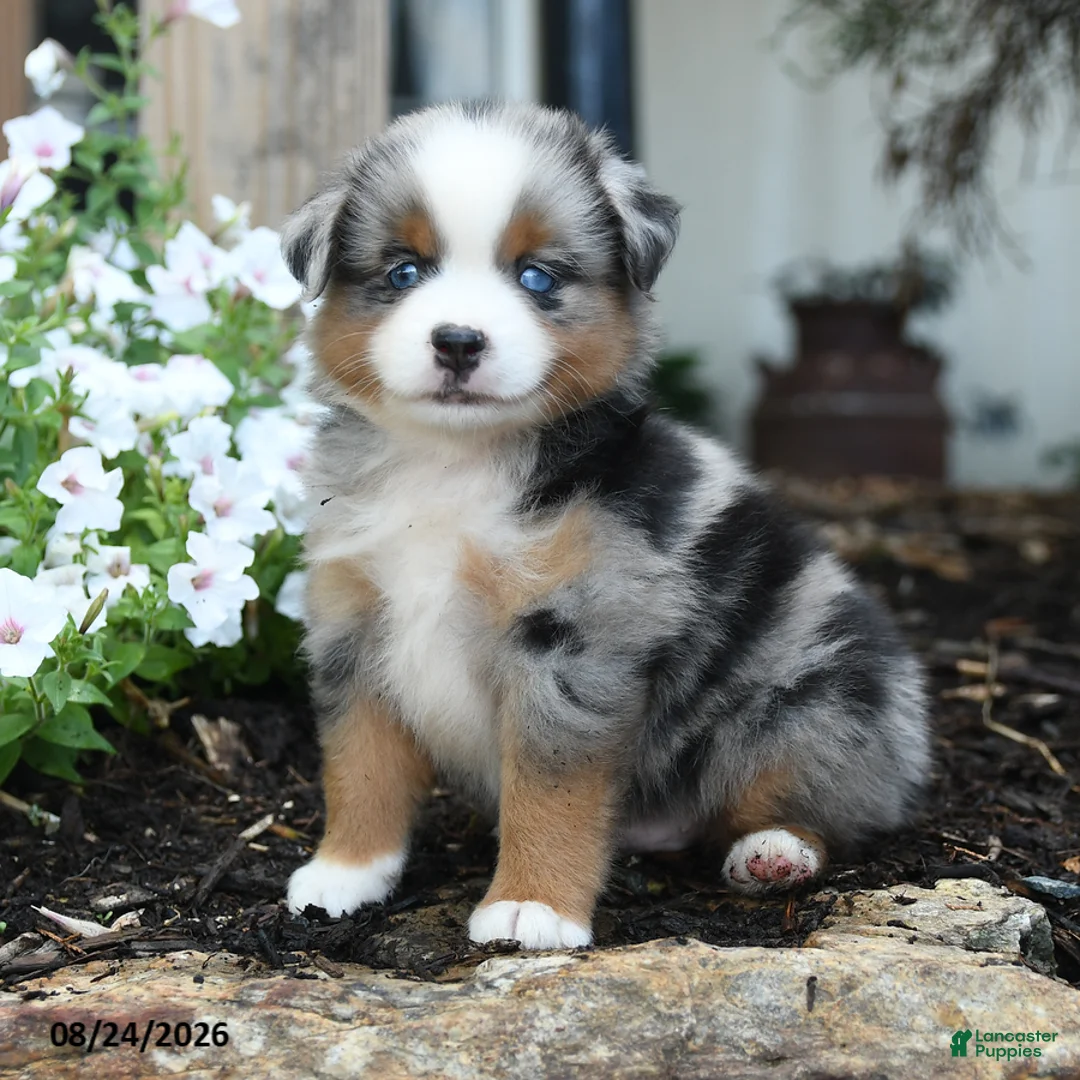Miniature Australian Shepherd dogs for sale: Wooton - Ad 1