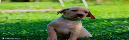 Labrador Retriever dogs for sale: Beau - Ad 1