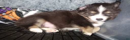 Mixed Breed dogs for sale: Pete Jr  - Ad 2
