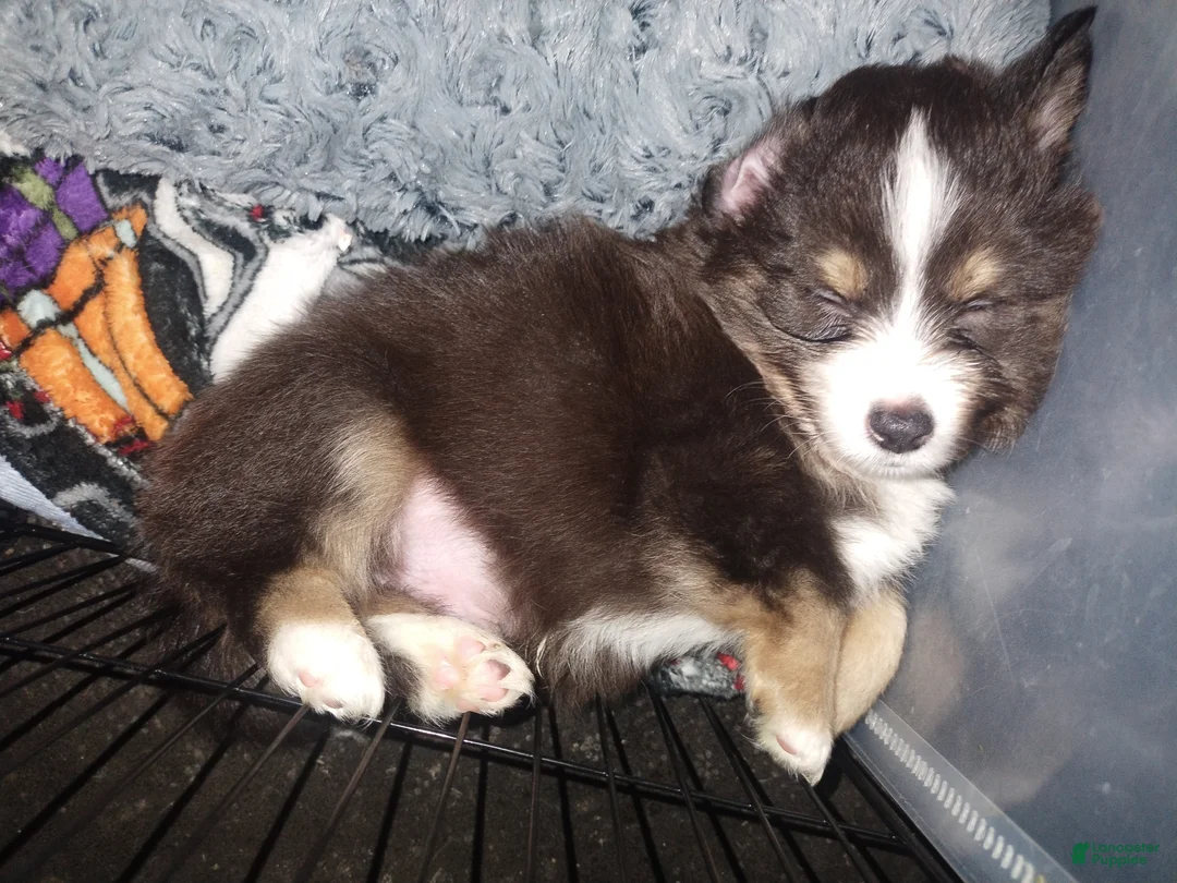Mixed Breed dogs for sale: Pete Jr  - Ad 2
