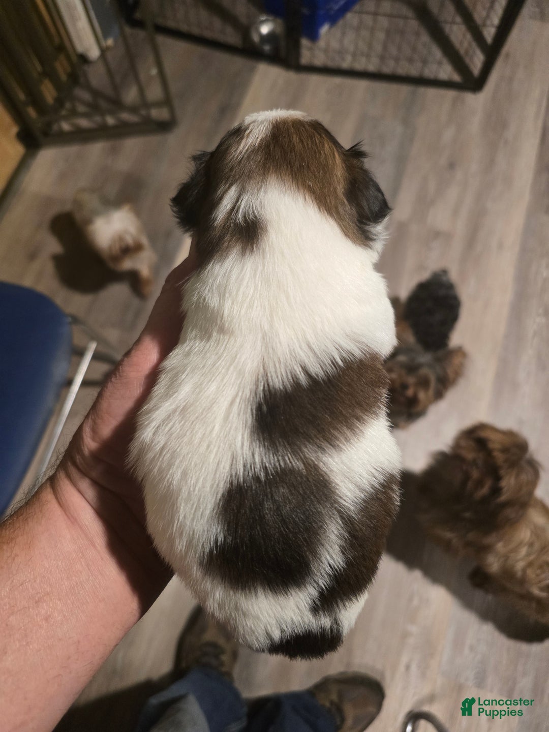 Shih Tzu dogs for sale: Luna - Ad 3