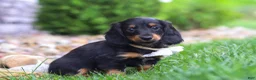 Miniature Dachshund dogs for sale: Buddy - Ad 3