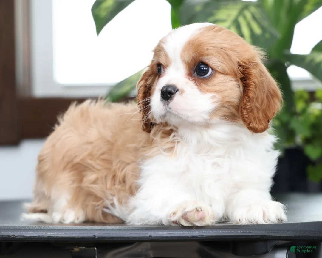 Cavalier King Charles Spaniel dogs for sale: Buck - Ad 5