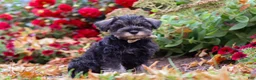 Miniature Schnauzer dogs for sale: Otis - Ad 2
