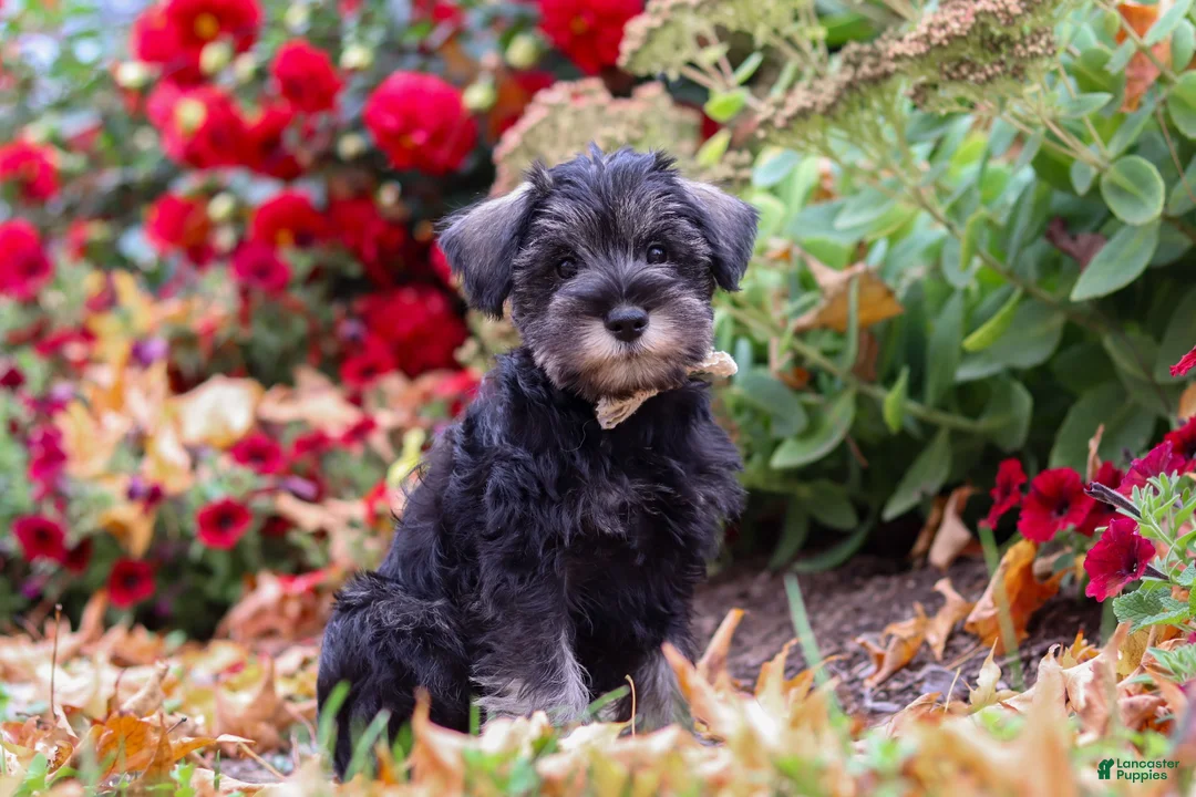 Miniature Schnauzer dogs for sale: Otis - Ad 2
