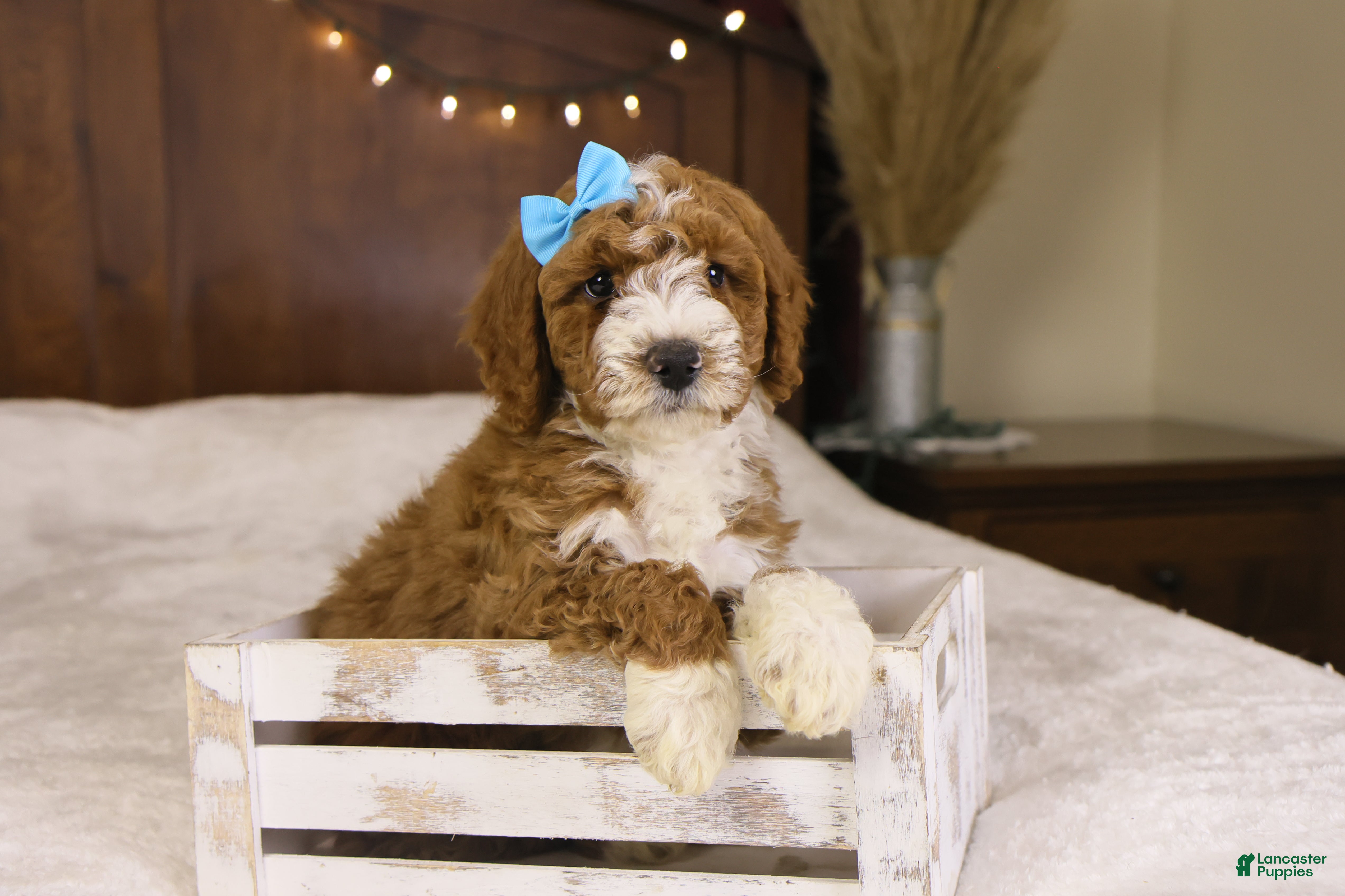 Goldendoodle dogs Yeti - Ad 2
