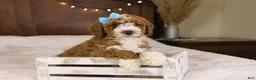 Goldendoodle dogs for sale: Yeti - Ad 4