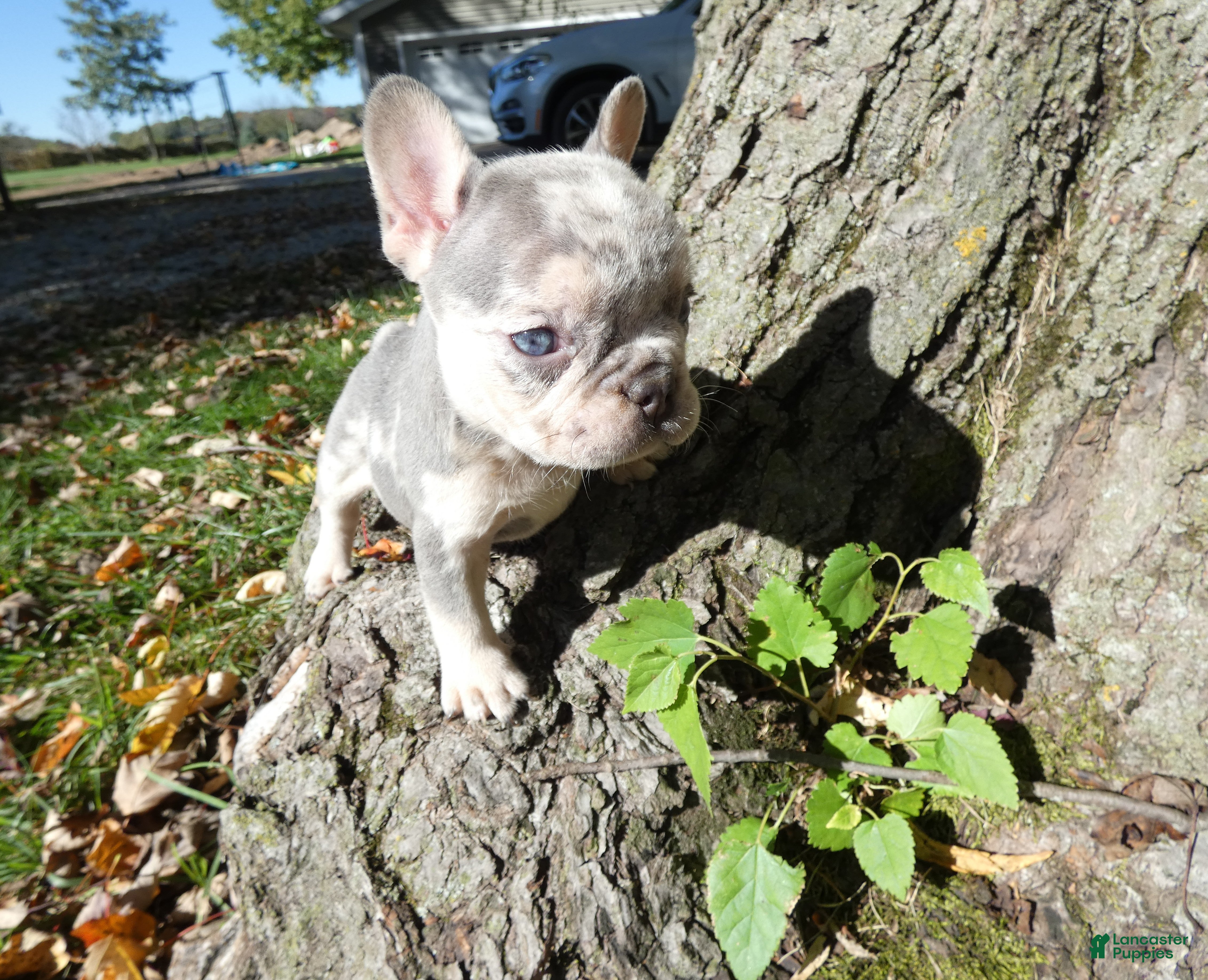 French Bulldog dogs for sale: French Bulldog 4 Syra - Ad 24