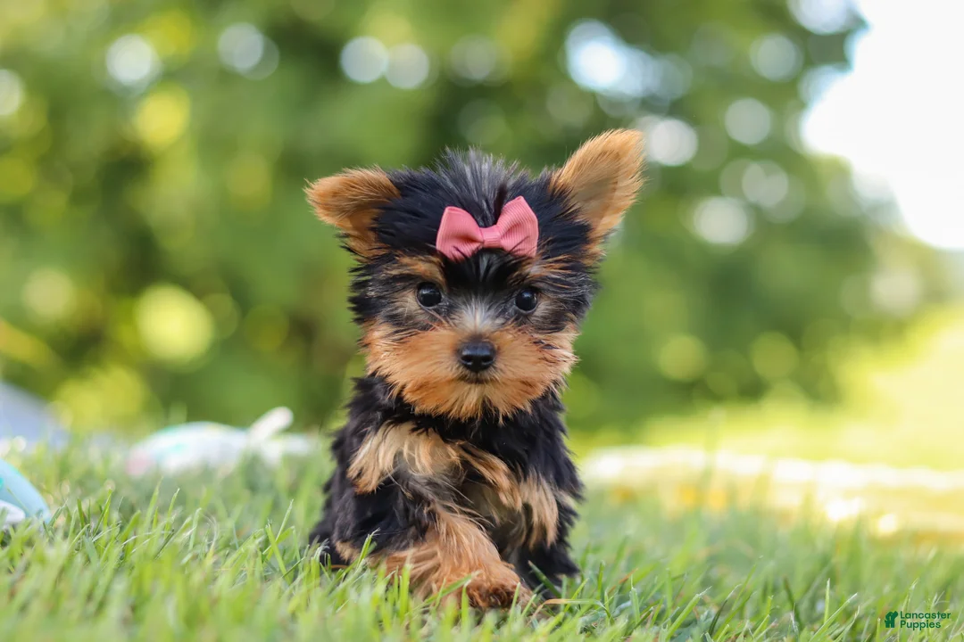 Yorkshire Terrier dogs for sale: Lila - Ad 1