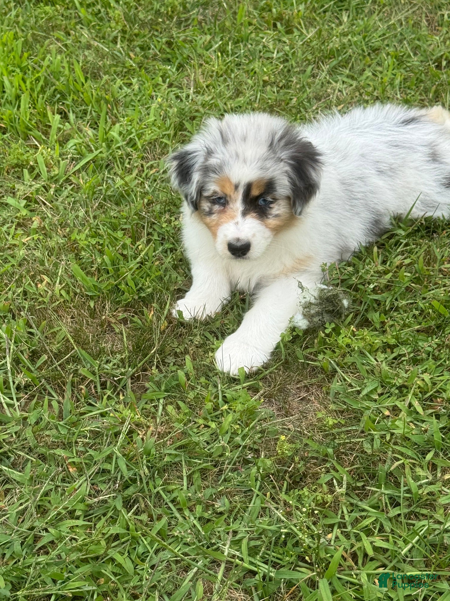 Australian Shepherd dogs Australian Shepherd Blue Merle girl - Ad 37