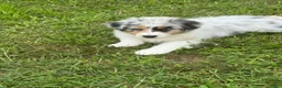 Australian Shepherd dogs for sale: Australian Shepherd Blue Merle girl - Ad 1