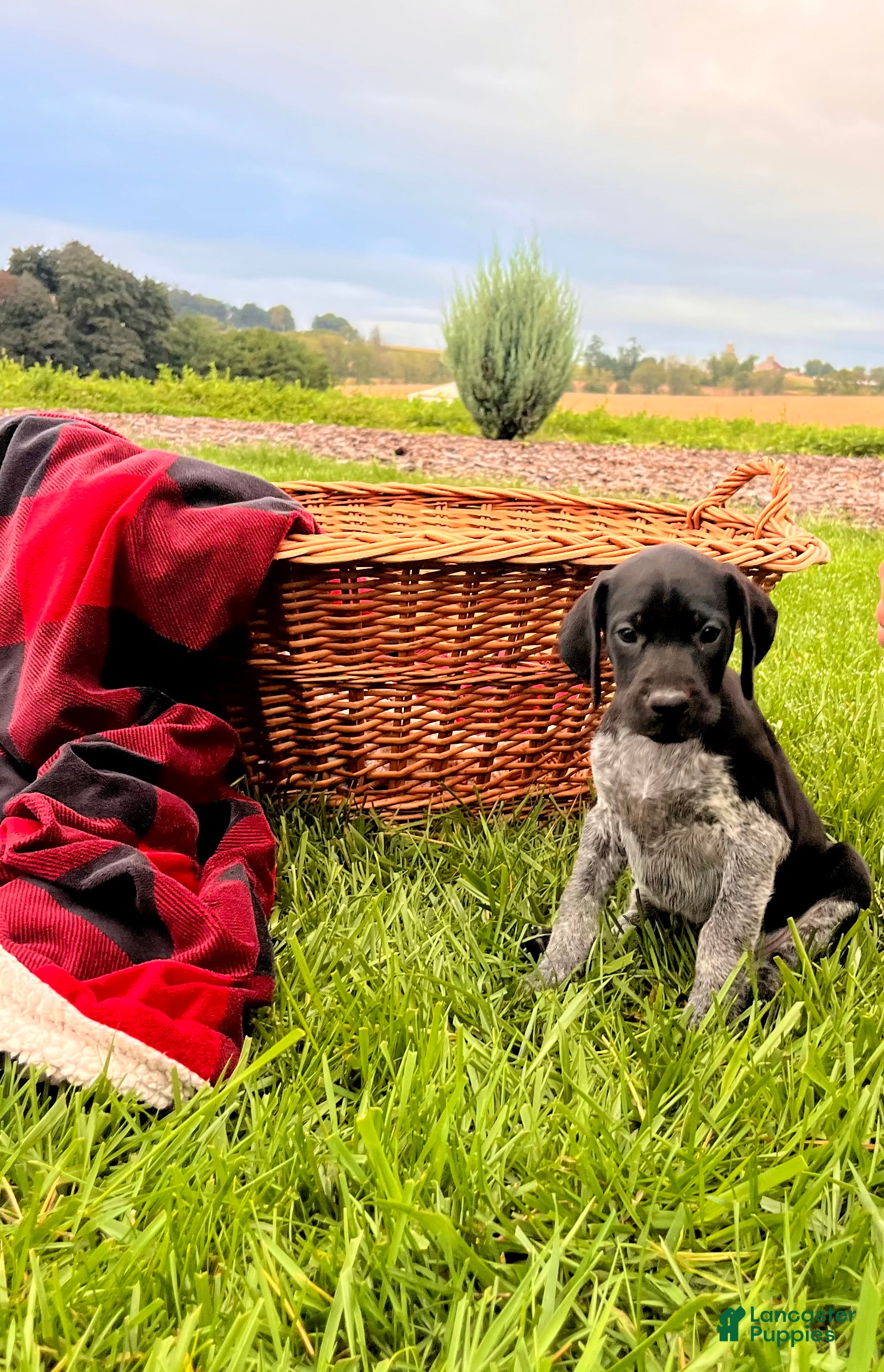 German Shorthaired Pointer