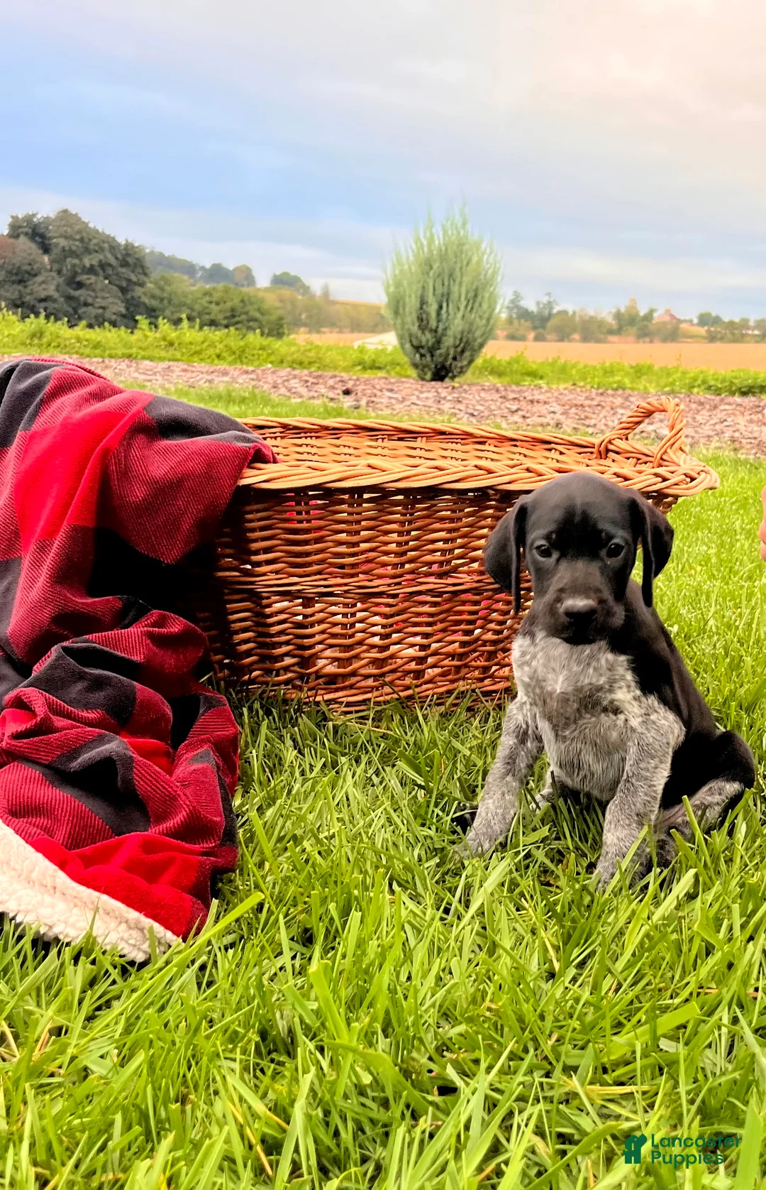 German Shorthaired Pointer dogs for sale: Greta❤️Akc Genetic🐾Text to schedule a playdate - Ad 1