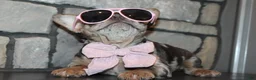 French Bulldog dogs for sale: AKC Zoe - Ad 4