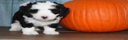 Mini Bernedoodle dogs for sale: Mini Bernedoodle 1 - Ad 3
