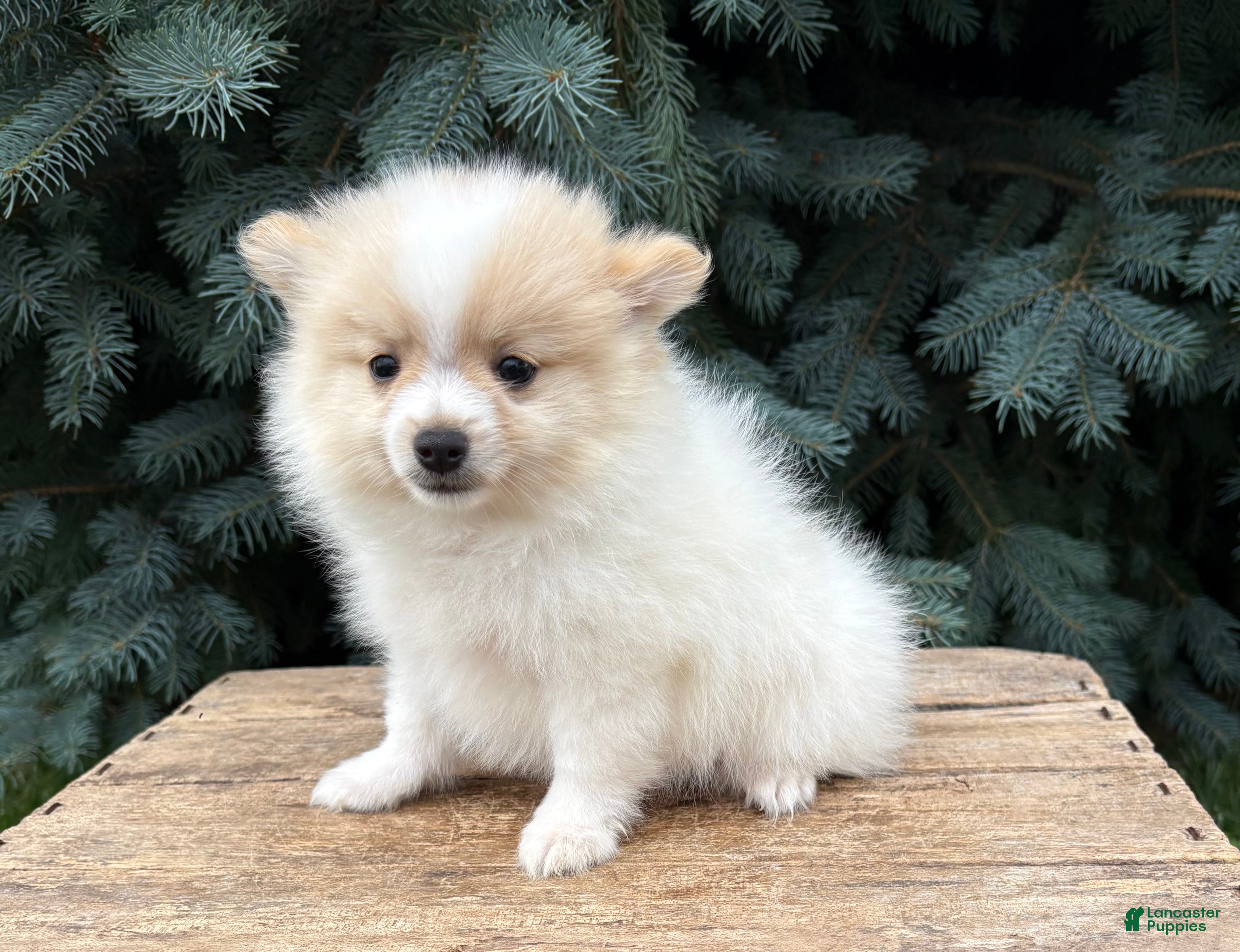 Pomeranian dogs Kai - Ad 2
