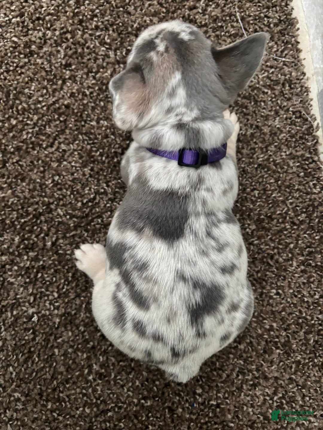 French Bulldog dogs for sale: Sky - Ad 5