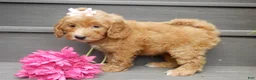 Mini Goldendoodle dogs for sale: Ginger - Ad 6
