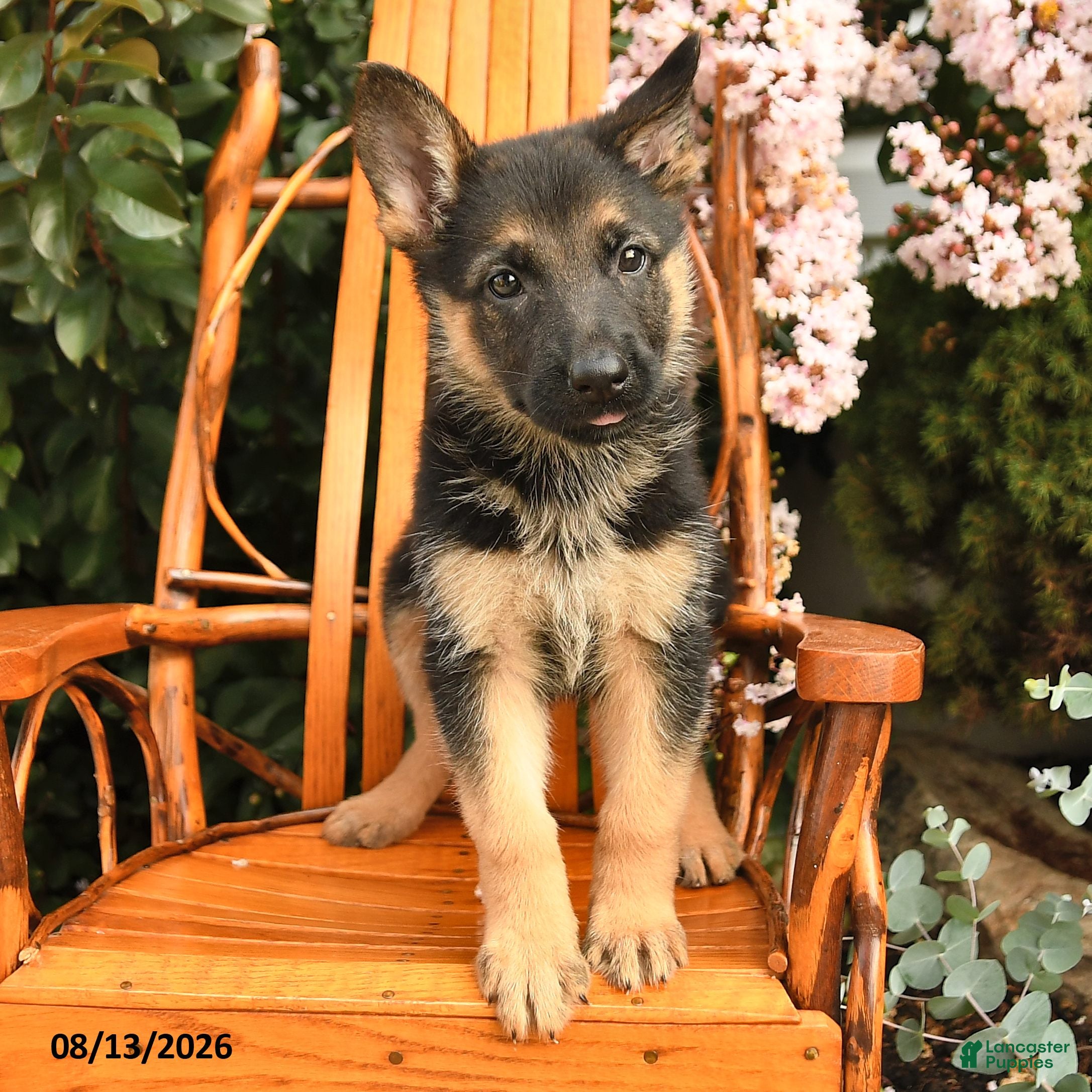 German Shepherd dogs Dixie - Ad 2