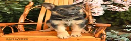 German Shepherd dogs for sale: Dixie - Ad 2
