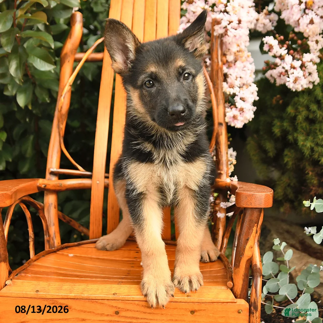 German Shepherd dogs for sale: Dixie - Ad 2