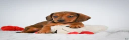 Miniature Dachshund dogs for sale: Poppy - Ad 6