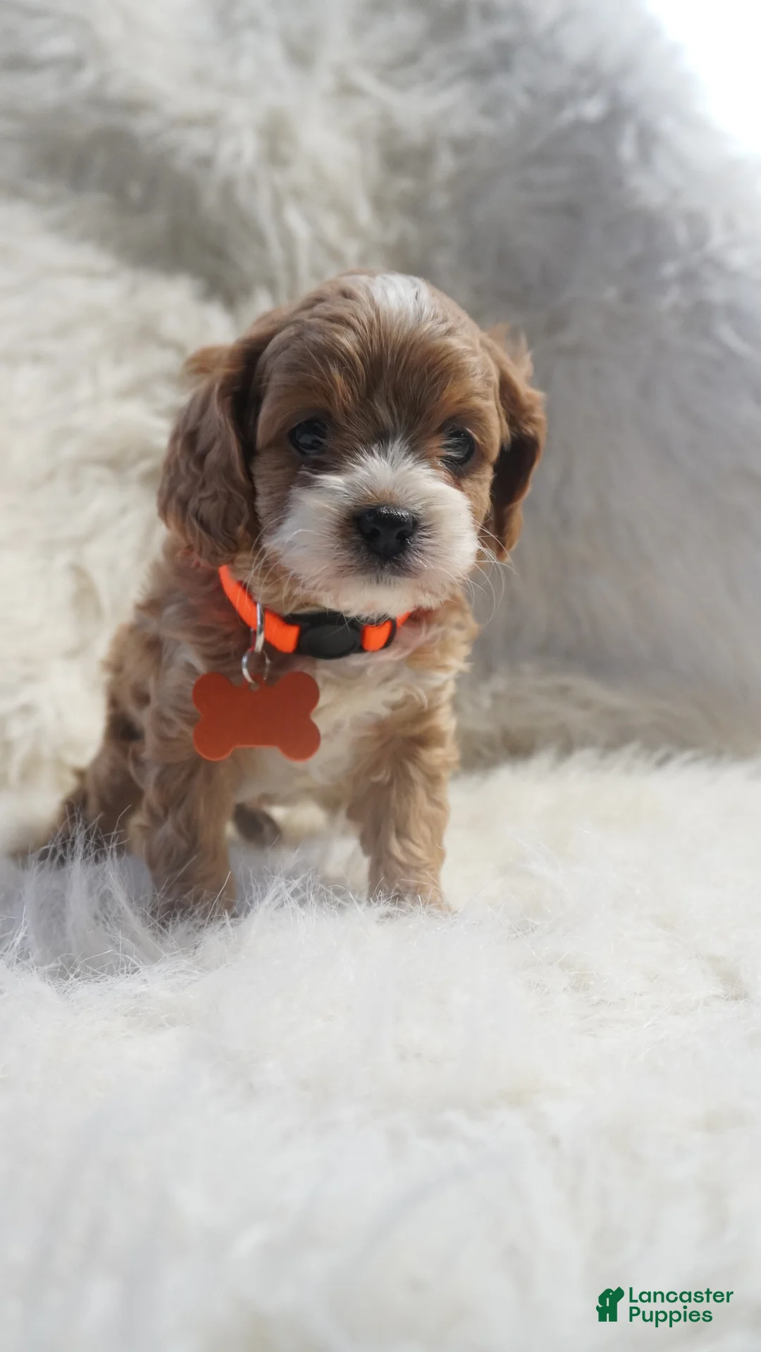 Cavapoo dogs for sale: Slider - Ad 8