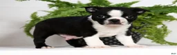 Boston Terrier dogs for sale: Tyler - Ad 4
