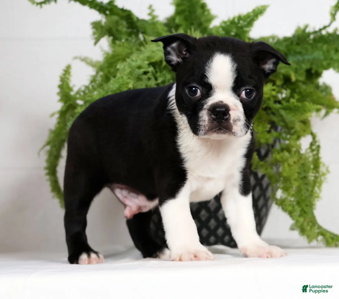 Boston Terrier dogs for sale: Tyler - Ad 4
