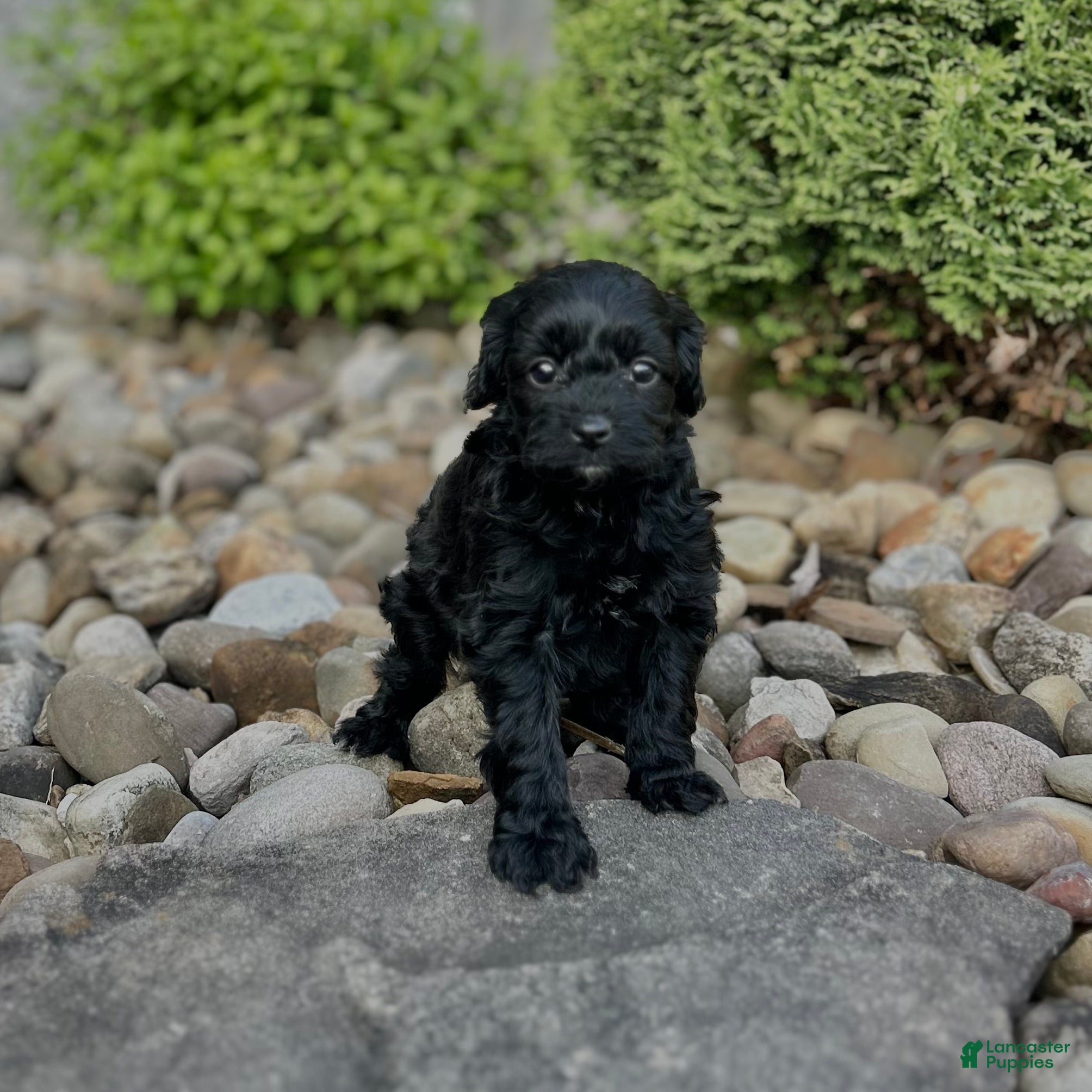 Cavapoo dogs Sadie - Ad 1
