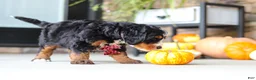 Mini Bernedoodle dogs for sale: Samuel🐶 - Ad 3