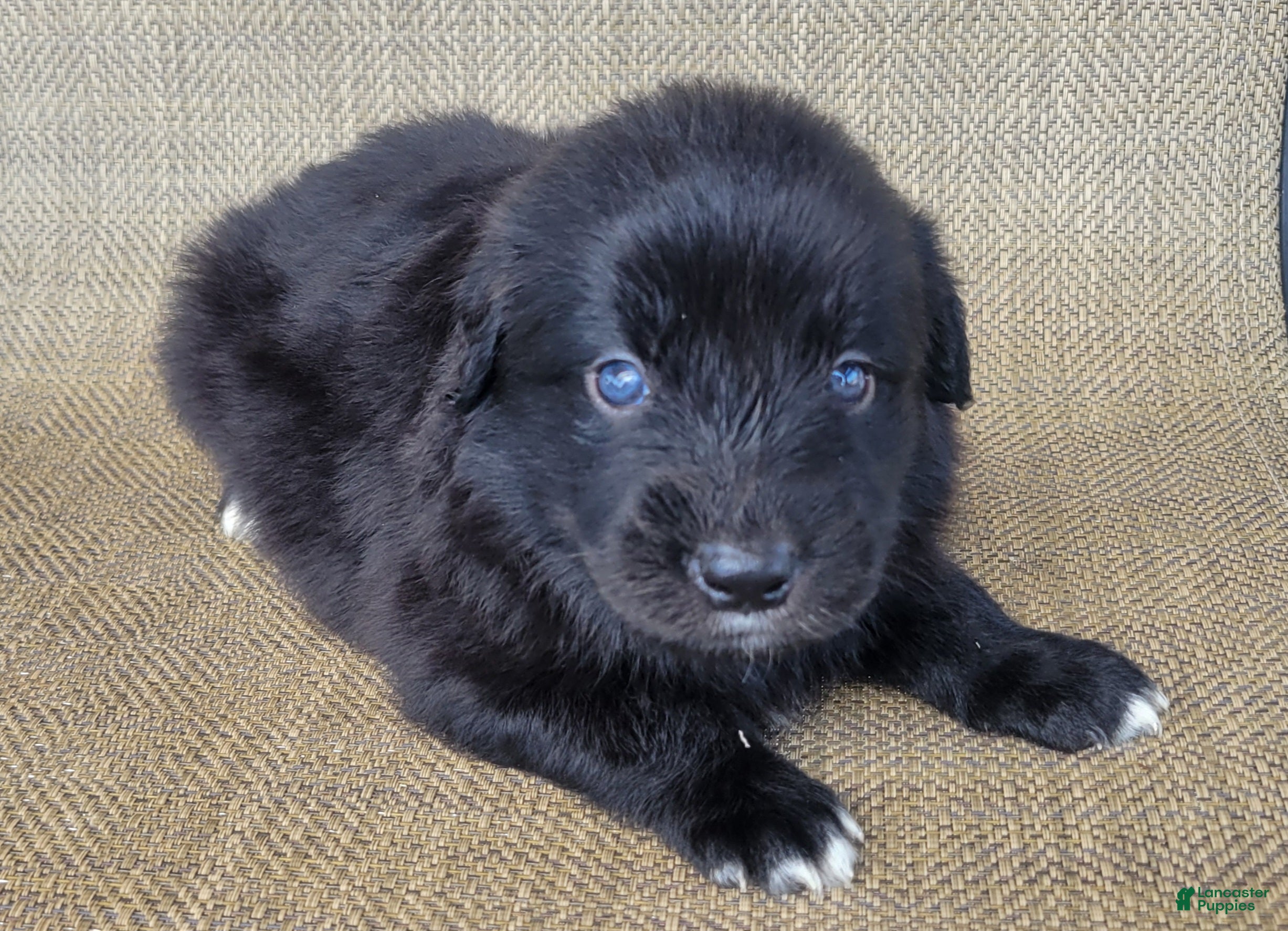 Australian Shepherd dogs Bear  - Ad 2