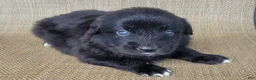 Australian Shepherd dogs for sale: Bear  - Ad 2