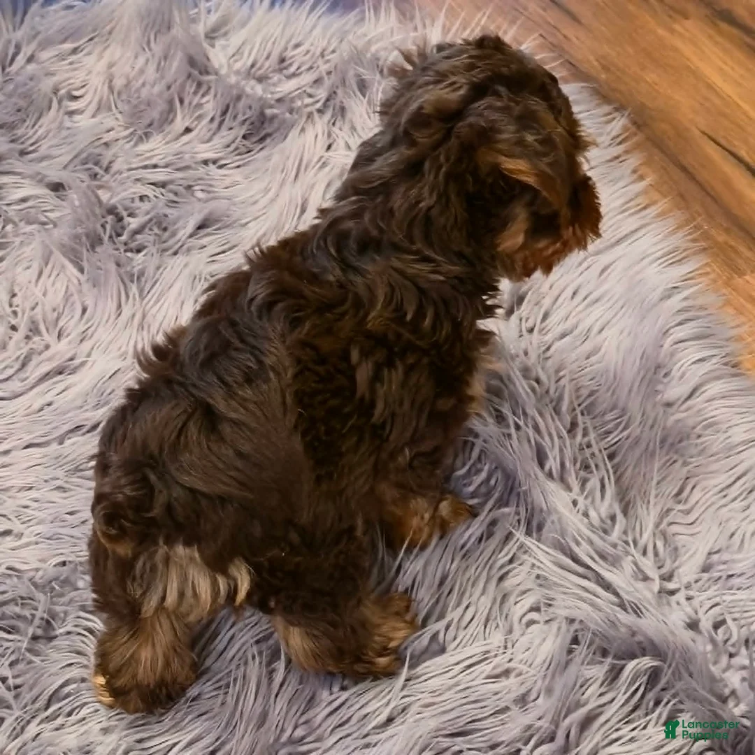 Yorkshire Terrier dogs for sale: Denver - Ad 2