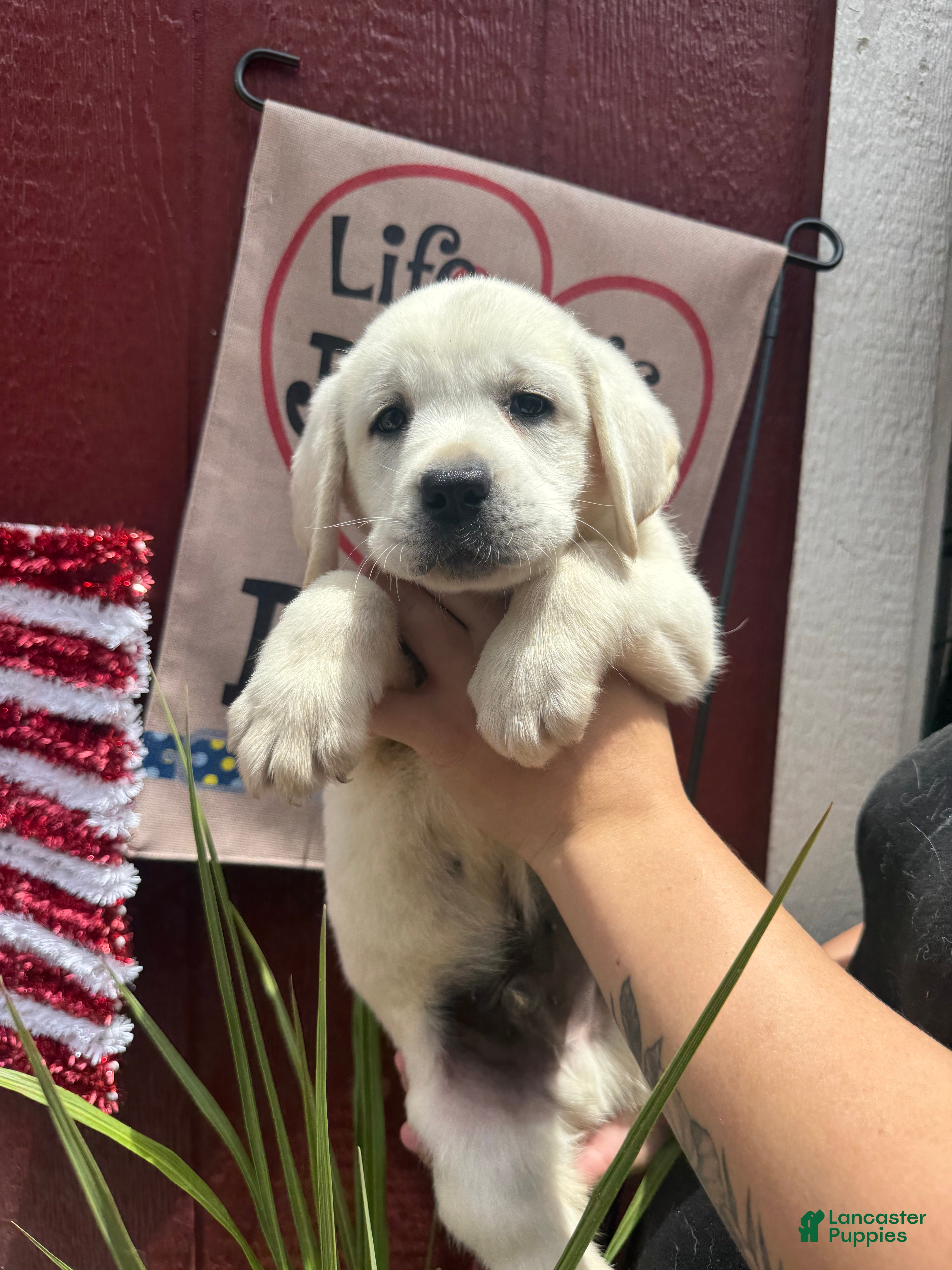 Labrador Retriever dogs for sale: Labrador Retriever Puppy 4 - Ad 5
