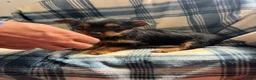 Yorkshire Terrier dogs for sale: MJ Boy - Ad 3