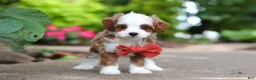 Cavapoo dogs for sale: Mr Bentley - Ad 7