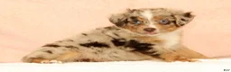 Mini Aussiedoodle dogs for sale: Lee - Ad 7