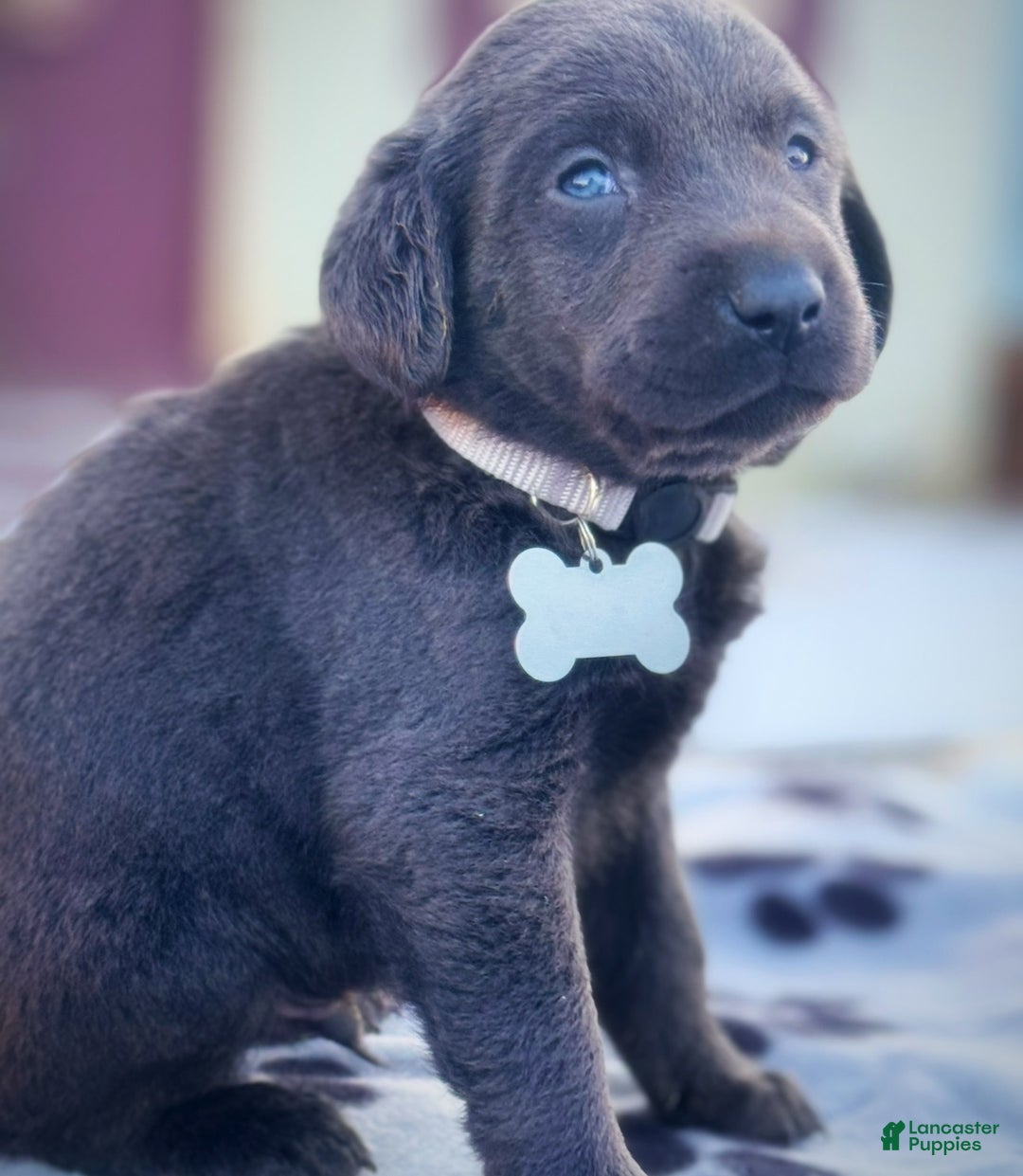 Labrador Retriever dogs for sale: Labrador Retriever Puppy 1 - Ad 17